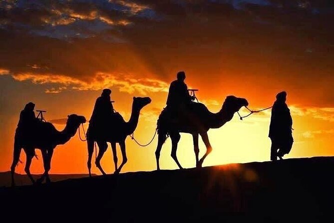 Camels crossing the Agafay at sunset outside Marrakech