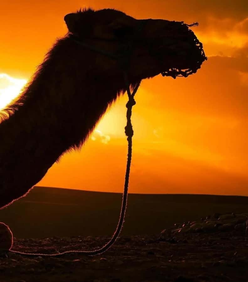 Marrakech : Agafay Desert Sunset Camel Ride & Luxury Dinner - The unexpected argan oil stop