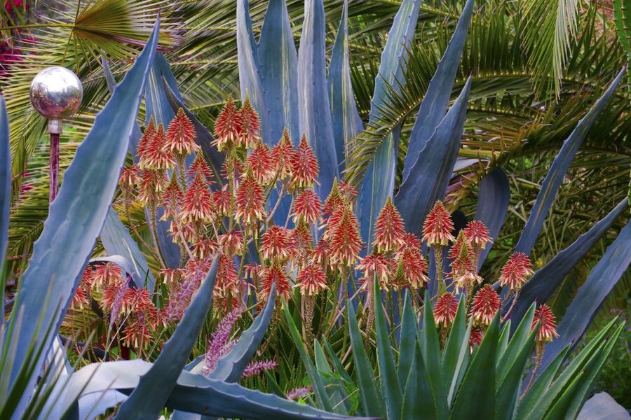 Marrakech: André Heller's ANIMA Garden Ticket - The Atlas Mountains are best seen from the café