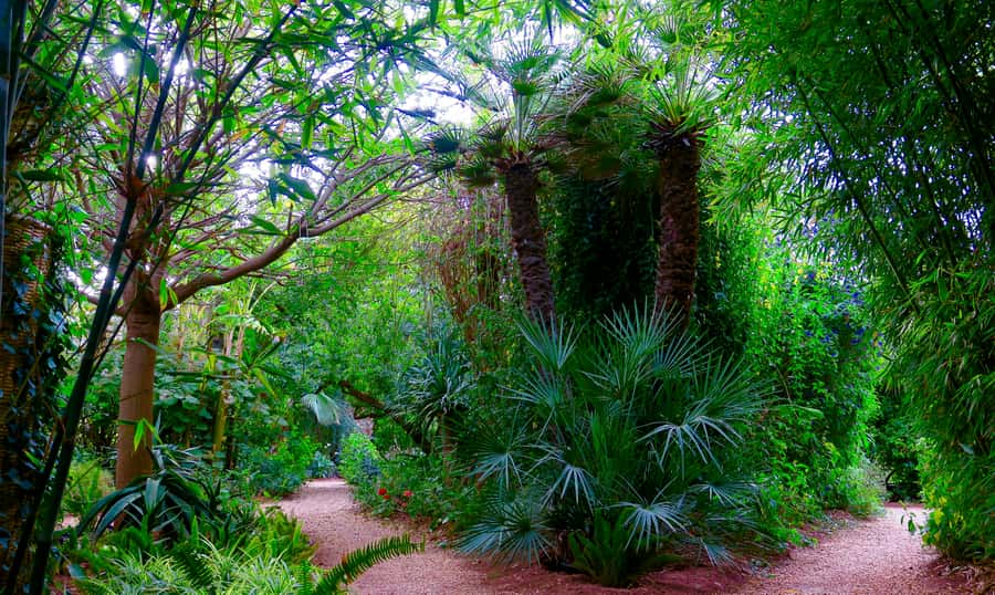 Marrakech: André Heller's ANIMA Garden Ticket - A self-guided visit works well here