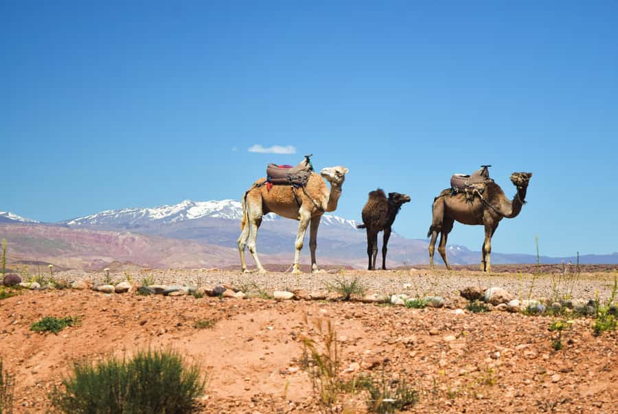 Marrakech: Atlas Mountains & Agafay Desert Tour w Camel Ride - Why This Atlas Mountains Day Trip Works