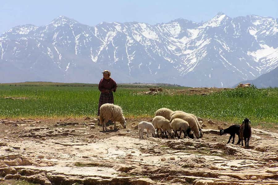 Marrakech: Atlas Mountains and Desert Safari with Lunch - Lunch with a Berber family