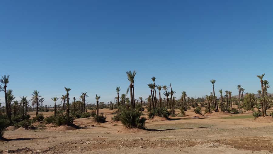 Marrakech: Buggy Experience at Palmeraie with Hotel Pickup - Safety Briefing Before the Engines Start