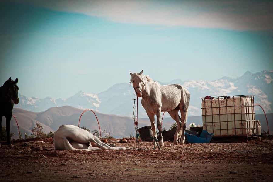 Marrakech: Camel Ride, Dinner, Pool, and Fire Show in Agafay - The 20-minute camel ride at sunset