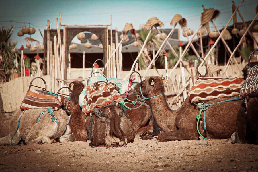 Marrakech: Camel Ride, Dinner, Pool, and Fire Show in Agafay - Music, dancing, and the fire show