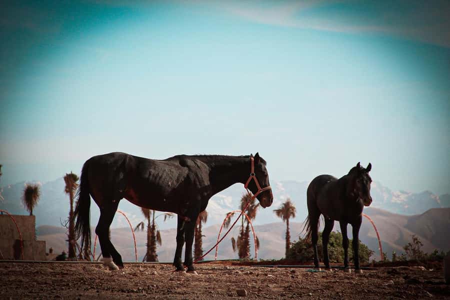 Marrakech: Camel Ride, Dinner, Pool, and Fire Show in Agafay - Who should book this Agafay experience?
