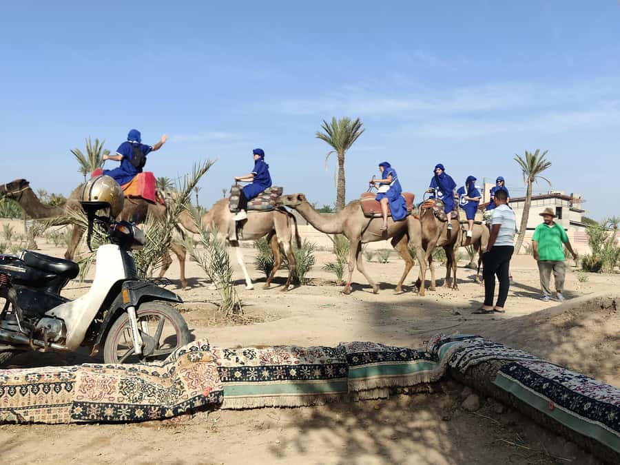 Marrakech: Camel Ride in the Palm Grove - Key points before you book