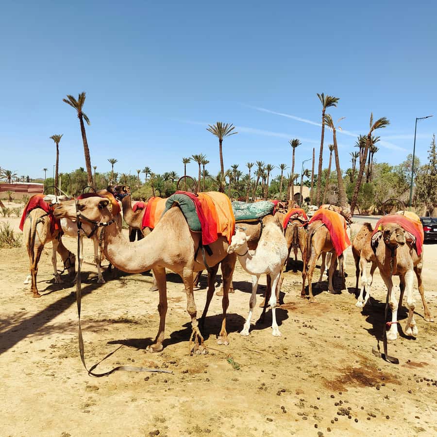 Marrakech: Camel Ride in the Palm Grove - The cheich scarf and the photo opportunity
