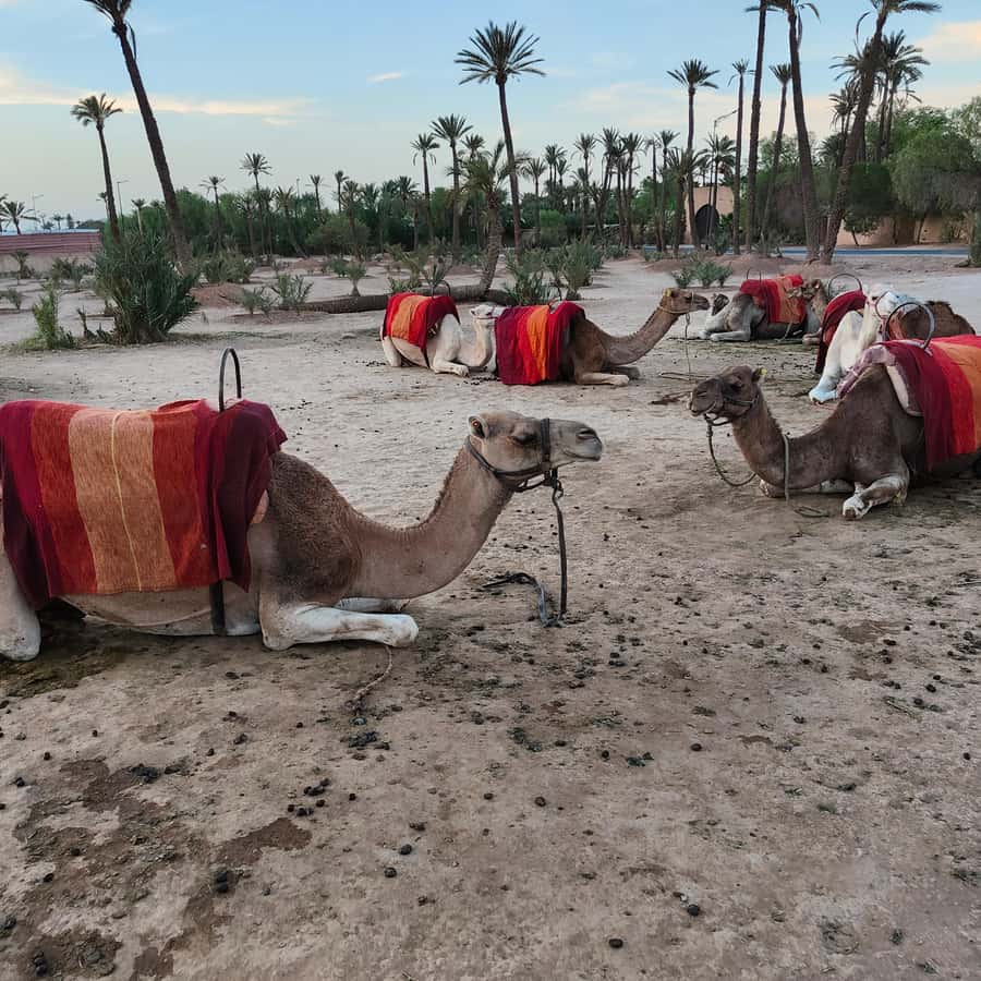Marrakech: Camel Ride in the Palm Grove - What $27 buys you