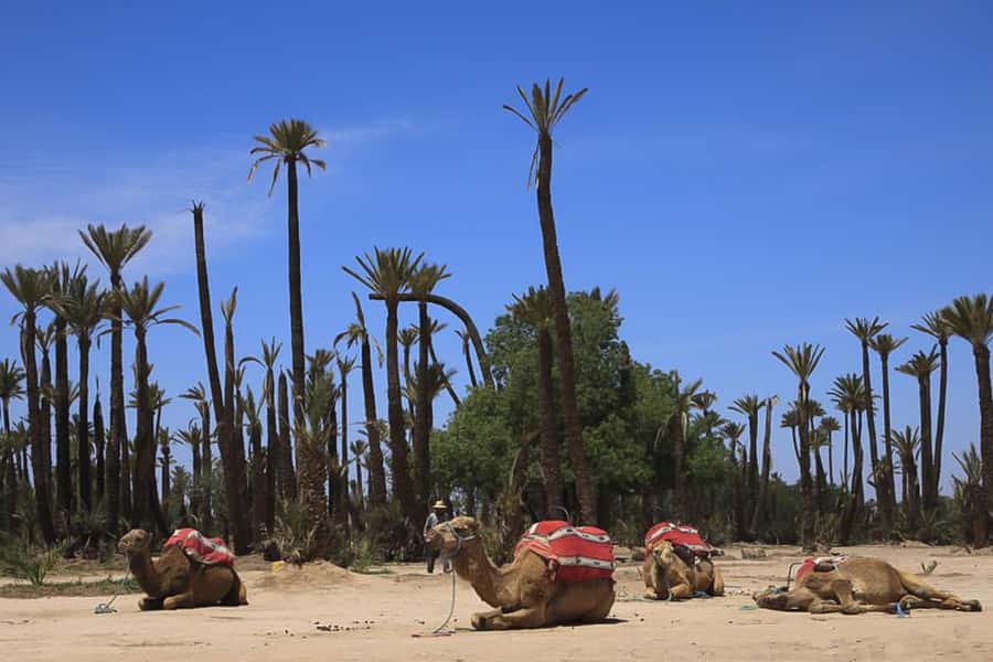 Marrakech: Camel Trek - Leaving the medina for the Palmeraie