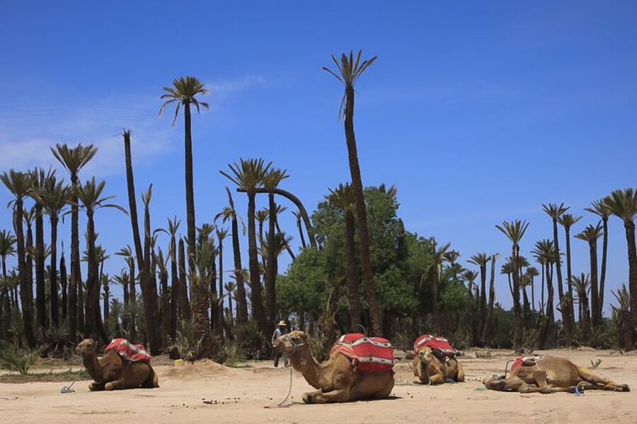 Marrakech: Camel Trek - Is $40 a fair price?