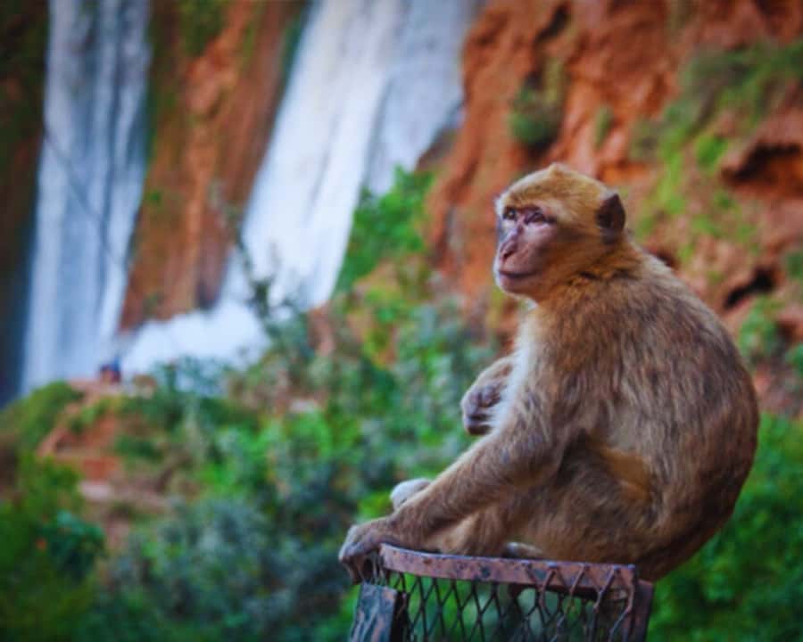 Marrakech: Day Tour to Ouzoud Waterfalls with Boat Trip - Lunch beside the falls, with a careful look at the bill