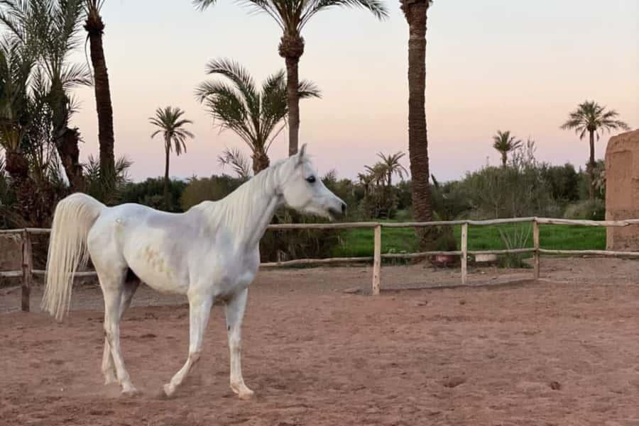 Marrakech: Desert and Palmeraie Horse Riding Tour & Transfer - A quiet horse ride beyond Marrakech