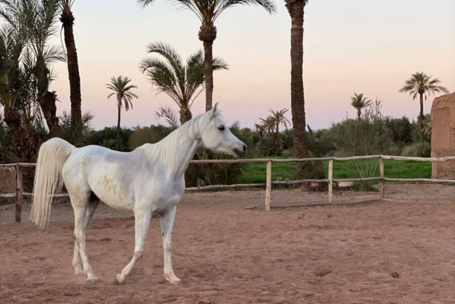 Marrakech: Desert and Palmeraie Horse Riding Tour & Transfer - Riding through the Palmeraie and desert tracks