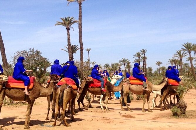 Marrakech Desert Camel Ride - From your Marrakech hotel to the Palmeraie