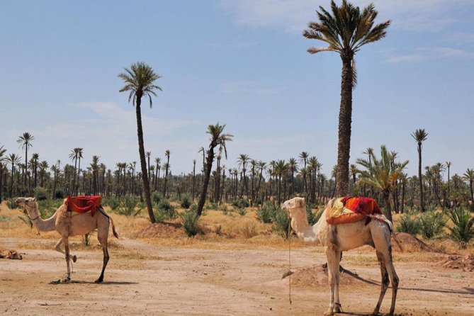 Marrakech Desert Camel Ride - Family suitability and physical comfort