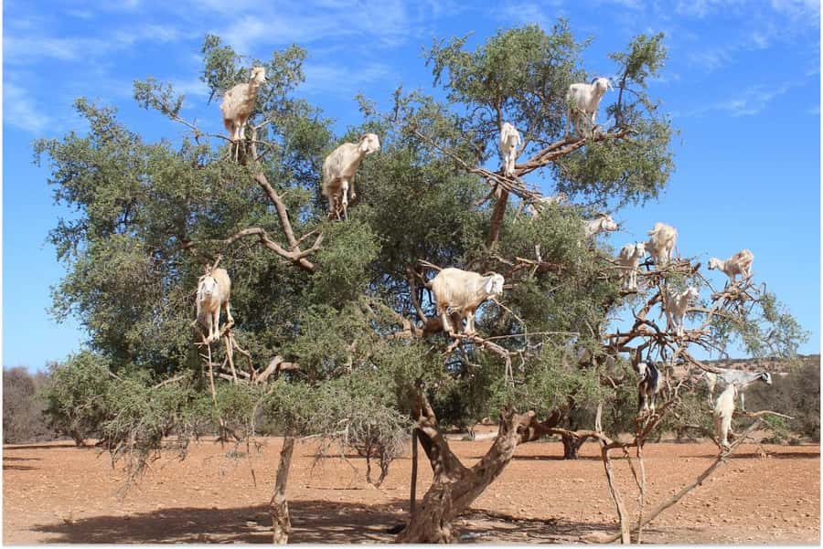 Marrakech: Essaouira Day Trip with Guided Tour - The road from Marrakech to the Atlantic