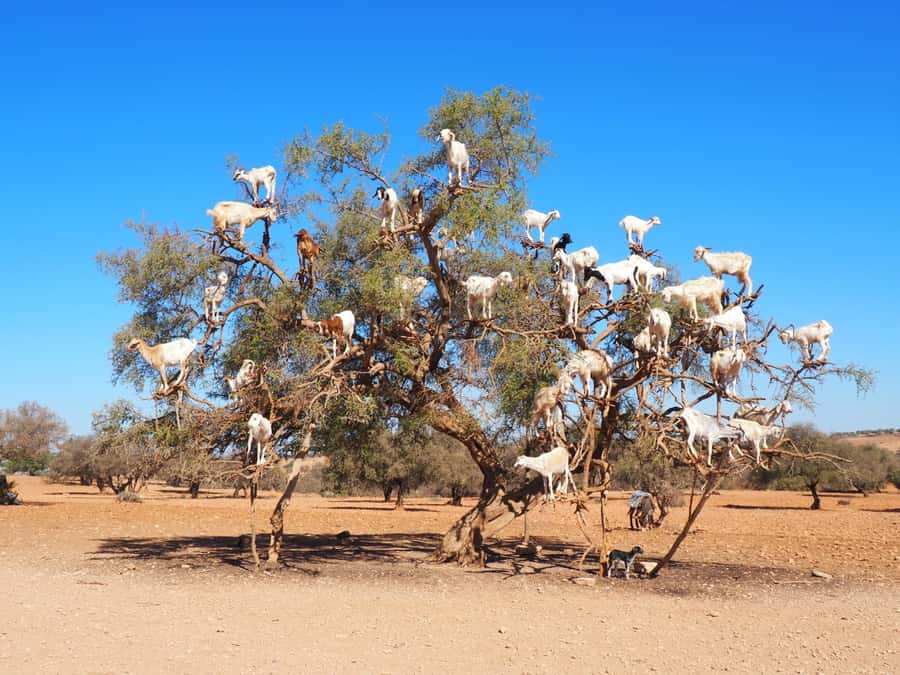 Marrakech: Essaouira Day Trip with Transfers and Co-op Visit - Why Essaouira makes a good break from Marrakech