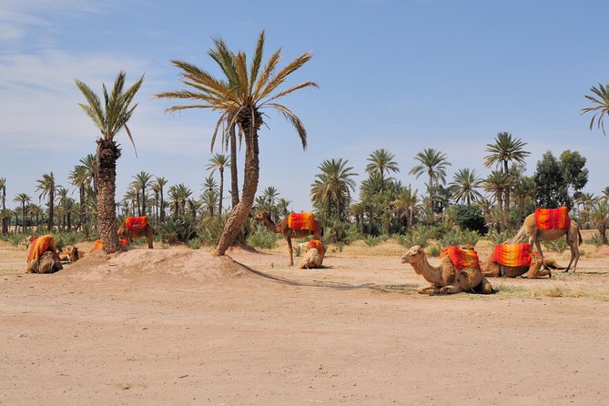 Marrakech: Half-Day Camel Ride in Palm Grove - Key points at a glance