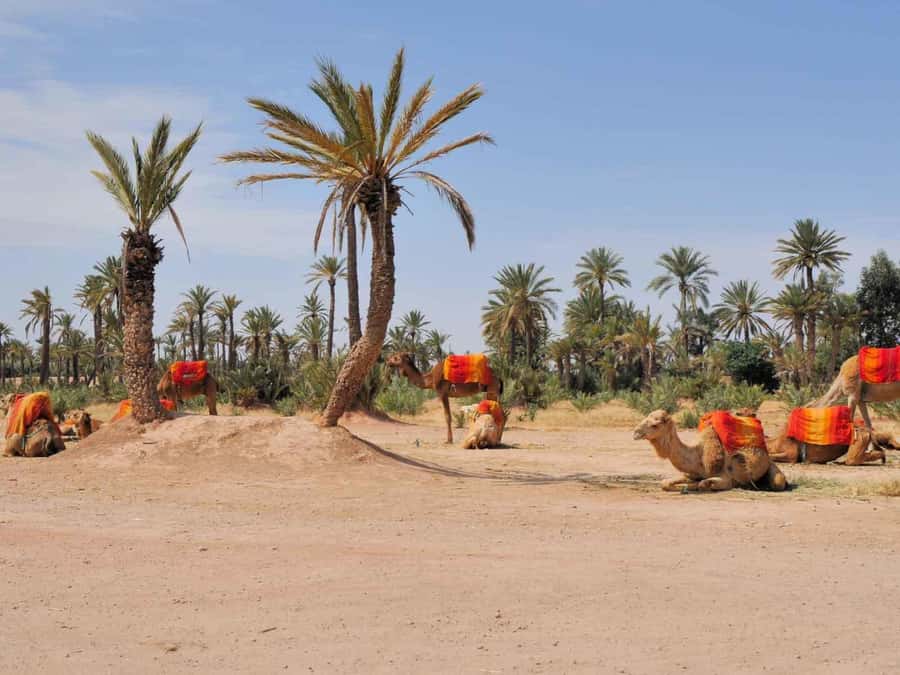 Marrakech: Half-Day Camel Ride in Palm Grove - One hour through the Palmeraie