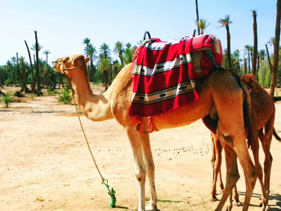 Marrakech: Half-day Dunes Trip With Buggy and Camel Ride - Who will enjoy this outing most?