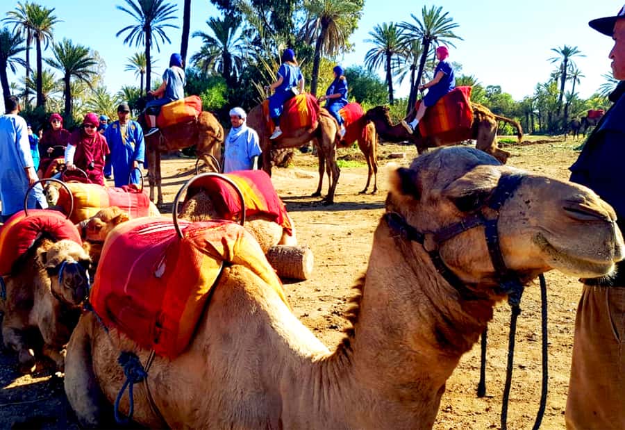 Marrakech: Half-Day Tour with Buggy Ride, Camel Ride and Spa - Practical tips for a smoother day