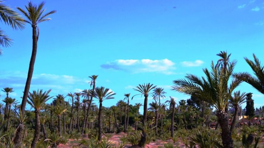 Marrakech: Majorelle Garden Entry Tickets Online - Key points at a glance