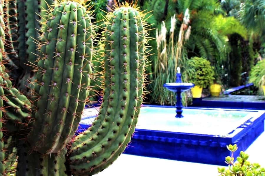Marrakech: Majorelle Garden with a Digital Audio Guide App - Entering on your own with a phone ticket
