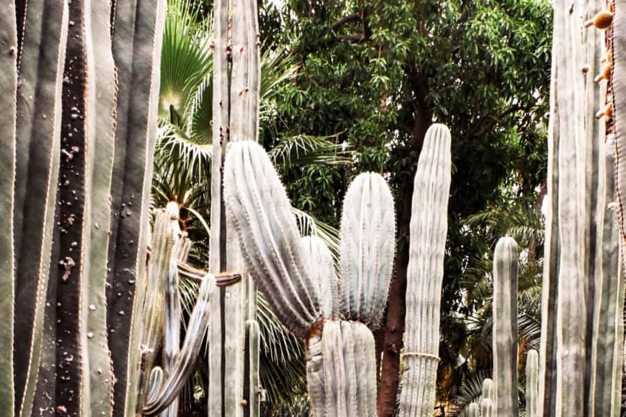 Marrakech: Majorelle Garden, YSL, and Berber Museum Entry - Starting at Majorelle Garden