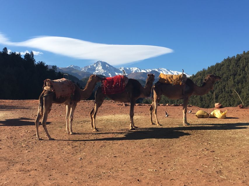 Marrakech: Ourika Valley & Atlas Mountains Half-Day Trip - What the guide adds to the morning