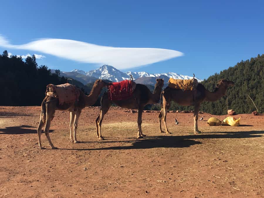 Marrakech: Ourika Valley & Atlas Mountains Half-Day Trip - Should you book the Ourika Valley morning trip?