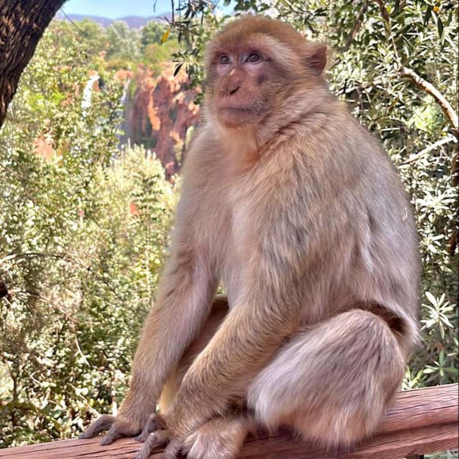 Marrakech: ourika valley lunch & guided hike to waterfalls - Should you book it?