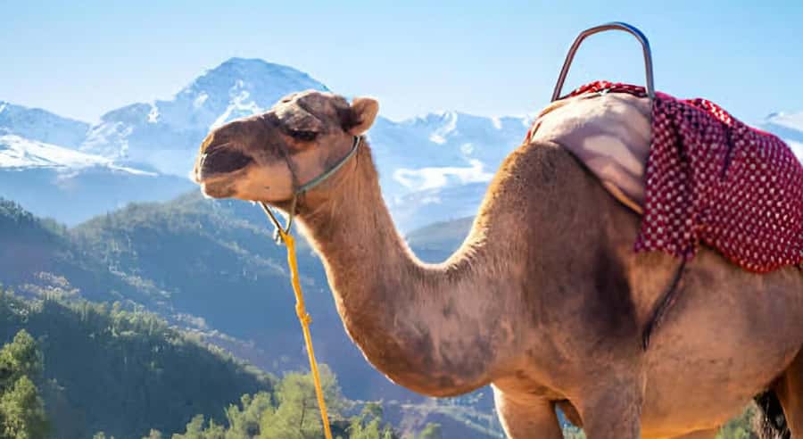 Marrakech: Ourika Valley Waterfalls Hike & Traditional Lunch - Leaving Marrakech for the Ourika Valley