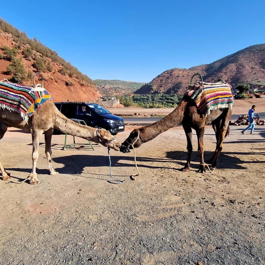 Marrakech: Ouzoud Waterfalls Trip, Guide & Boat + Lunch - The argan oil cooperative stop