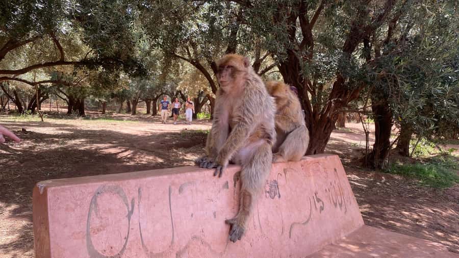 Marrakech: Ouzoud Waterfalls Trip, Guided Hike & Boat Option - Walking through olive trees with a local guide