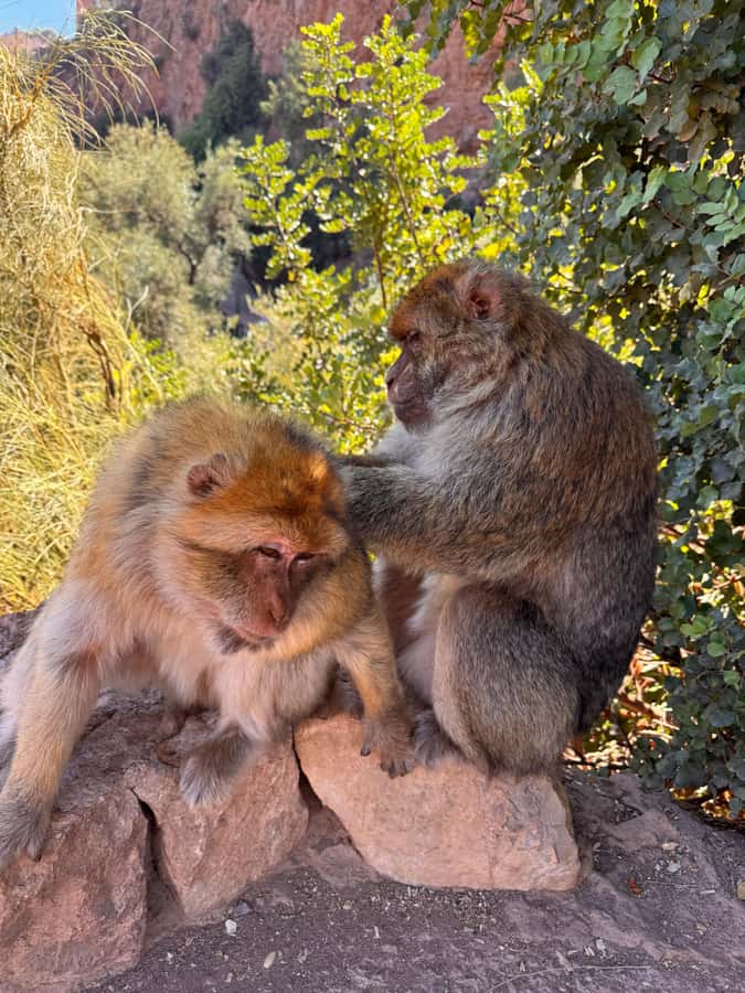 Marrakech: Ouzoud Waterfalls Trip, Guided Hike & Boat Option - The return to Marrakech and the real value