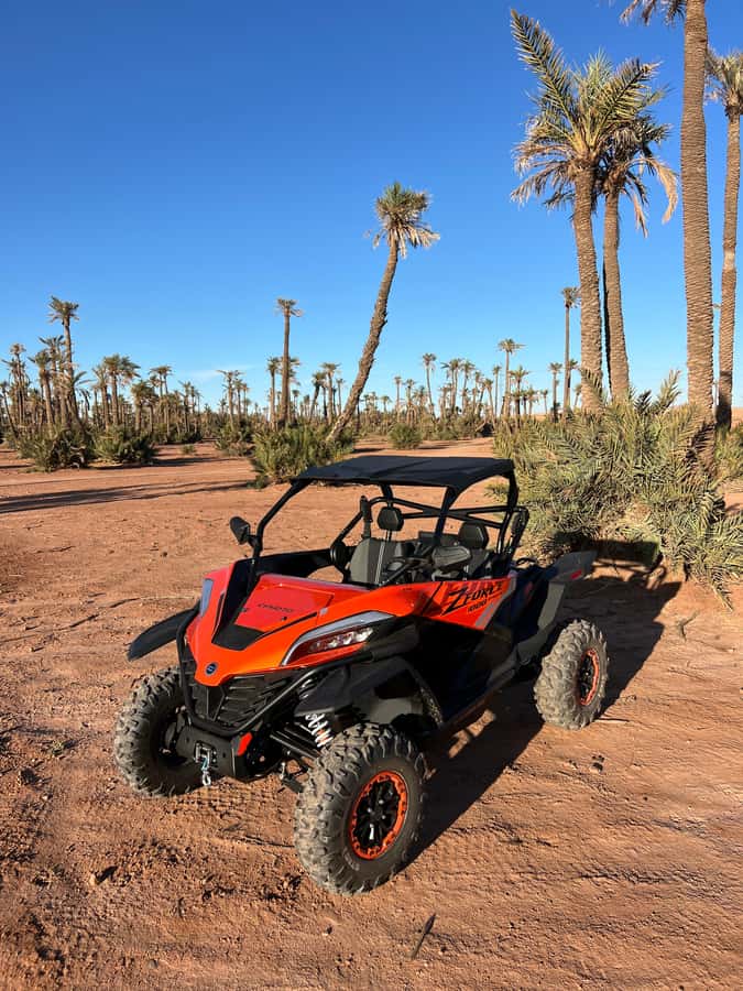Marrakech : Palm Grove and jbilat Desert Buggy 1000cc Tour - Who will enjoy this Marrakech activity