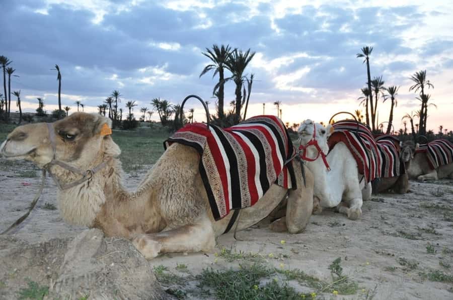 Marrakech palm grove: Sunset camel ride - Should you book the Palmeraie sunset ride?