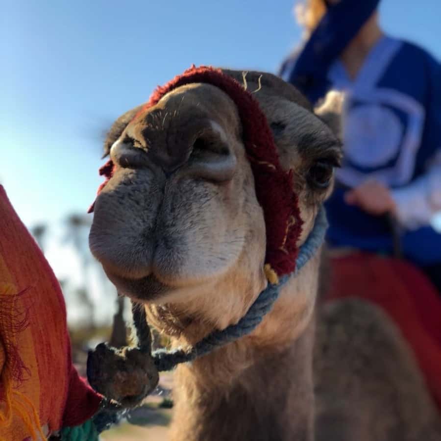 Marrakech palm grove: Sunset camel ride - Riding into Marrakech’s palm oasis