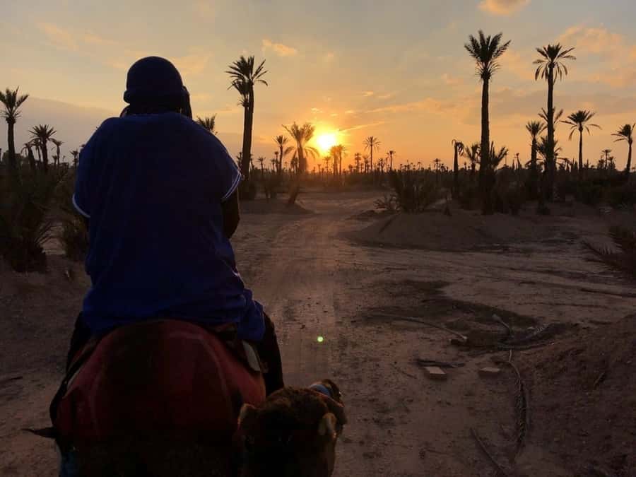 Marrakech palm grove: Sunset camel ride - The first 30 minutes among the palms