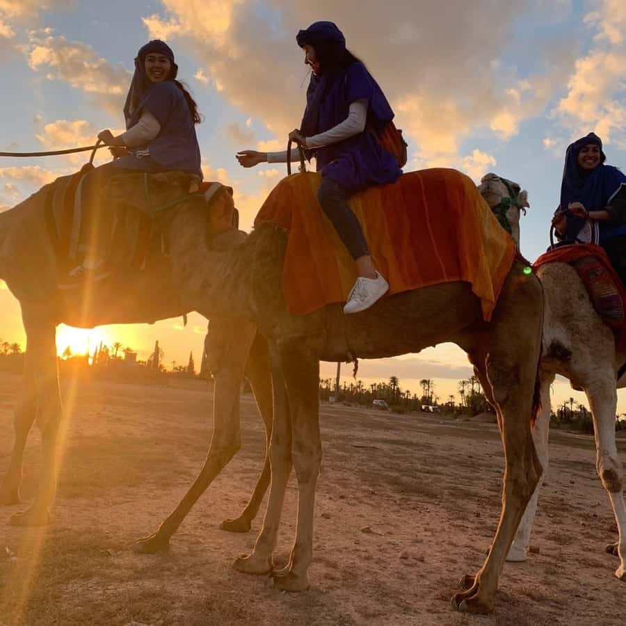 Marrakech palm grove: Sunset camel ride - Who will enjoy this most