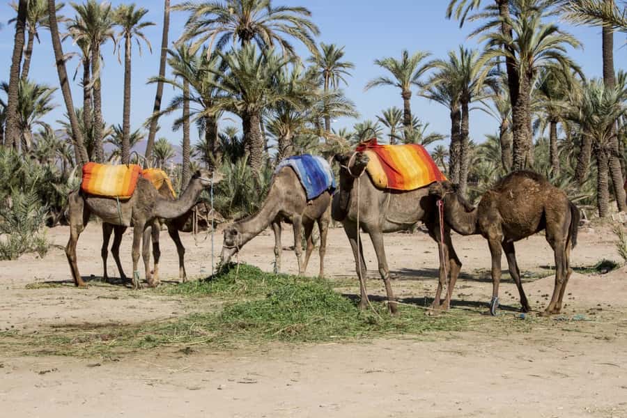 Marrakech Palmeraie 3-Hour Camel Ride - Dressing for a Berber-style ride