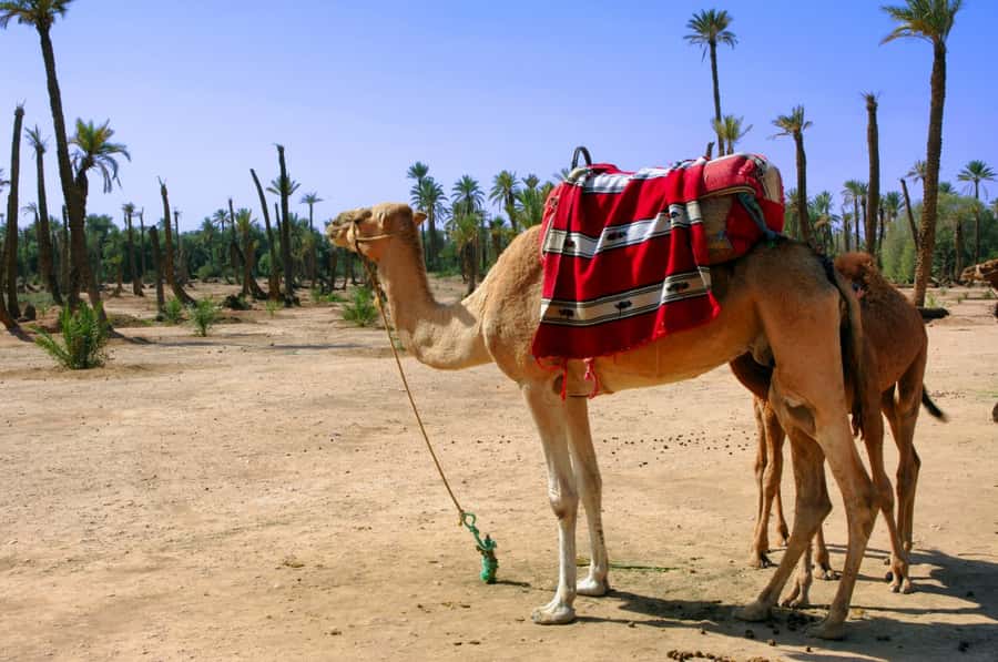 Marrakech Palmeraie 3-Hour Camel Ride - Mounting a calm camel in the palm grove