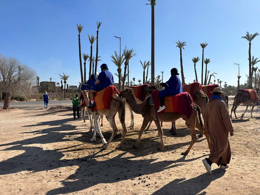 Marrakech Palmeraie Camel Ride Adventure - What the 1.5-hour ride is really like