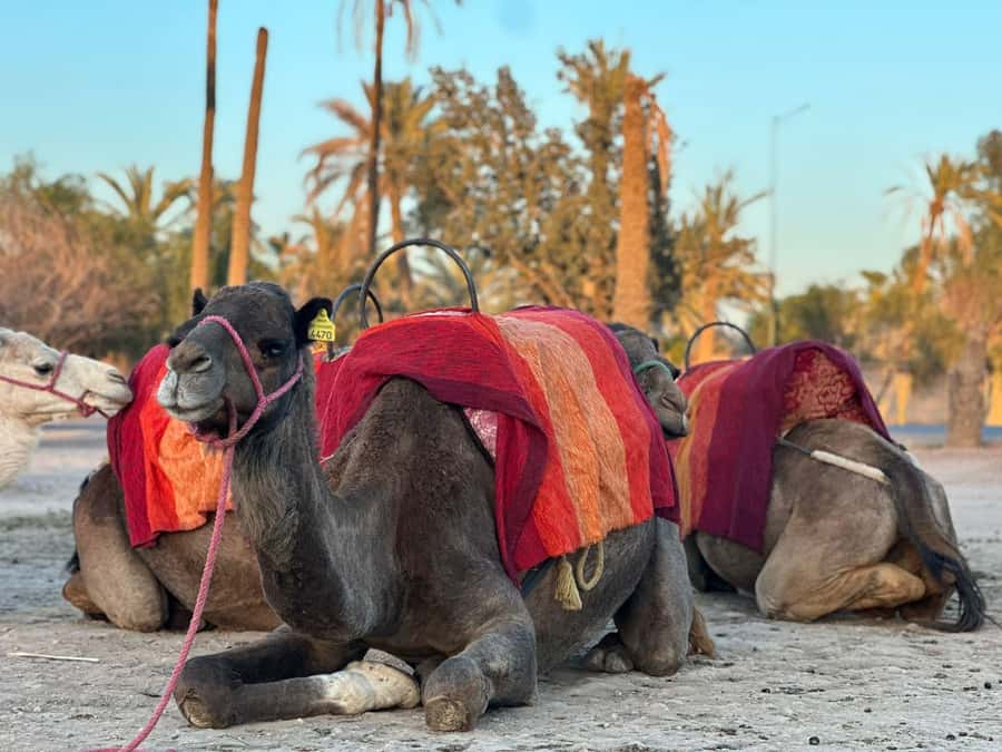 Marrakech Palmeraie Camel Ride Adventure - Photos, clothing, and the personal touch