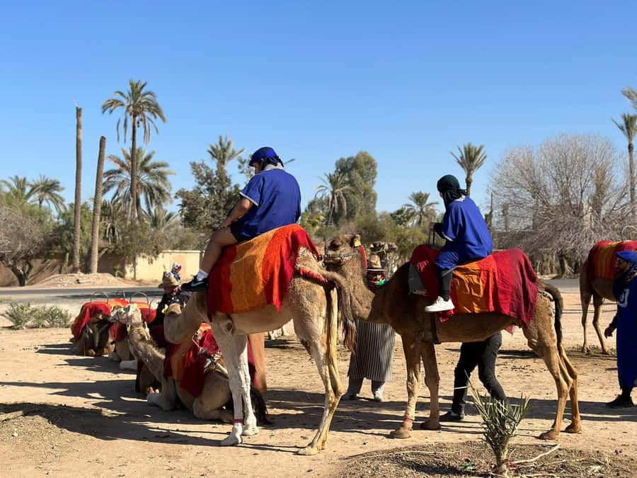 Marrakech Palmeraie Camel Ride Adventure - Who should book this ride?