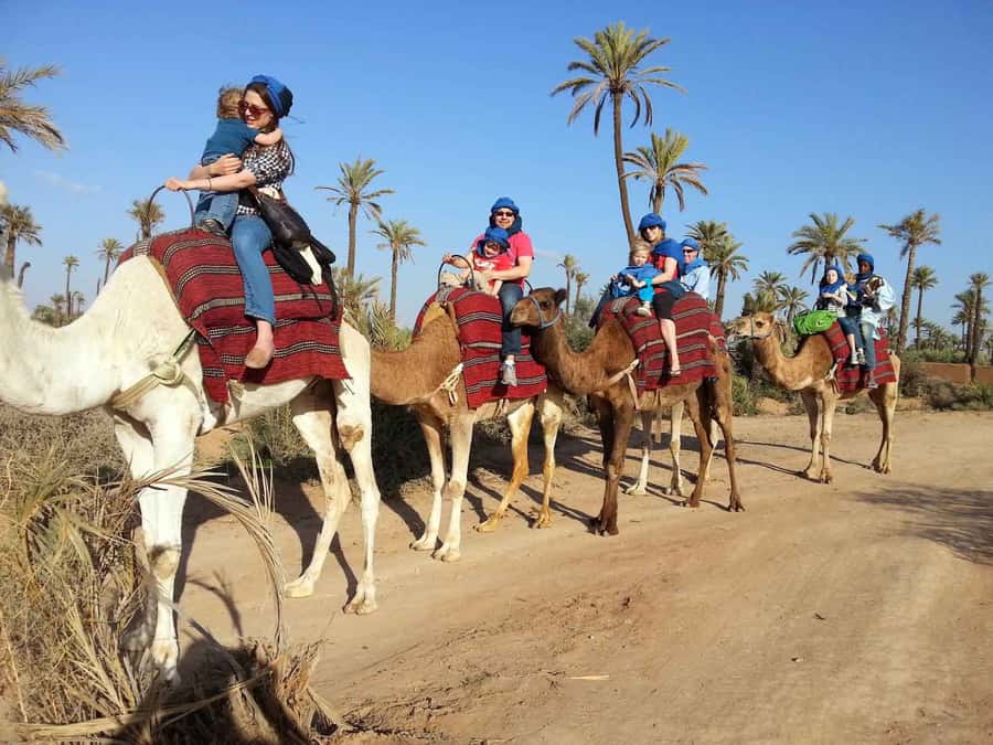 Marrakech Palmeraie: Camel Ride at Sunset - A sunset camel ride close to Marrakech
