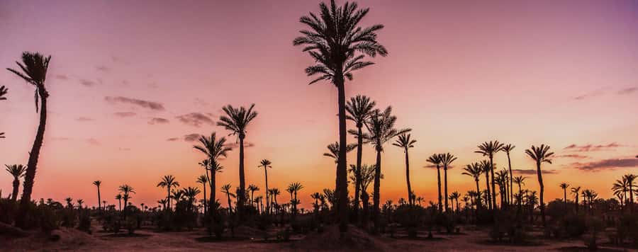 Marrakech Palmeraie: Camel Ride at Sunset - Pickup from your hotel or riad