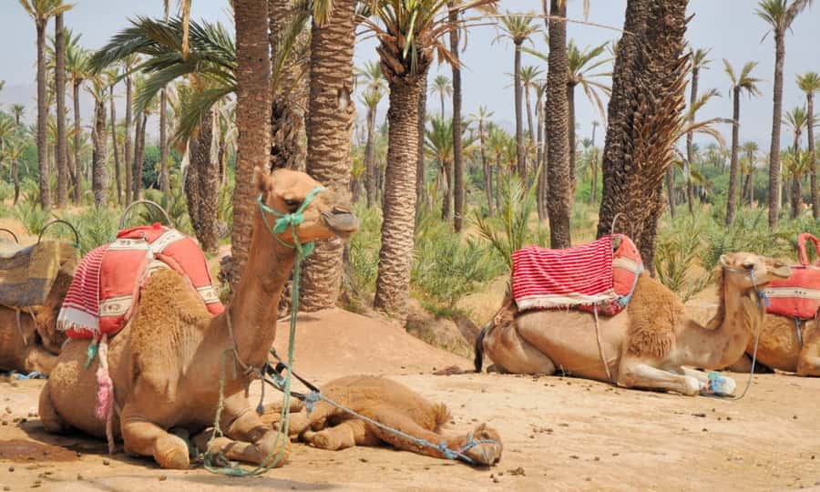 Marrakech Palmeraie: Camel Ride at Sunset - Riding beneath the Palmeraie palms
