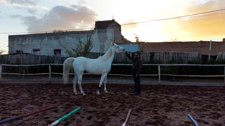 Marrakech: Private Horseback Tour in the Palm Grove with Tea - The horse welfare question